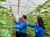 Huyện đoàn Phú Riềng tham quan mô hình trồng dưa lưới công nghệ cao